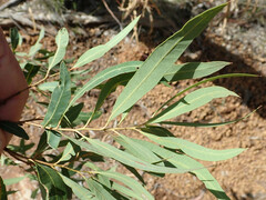 Eucalyptus tenuipes
