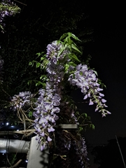 Wisteria