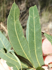 Eucalyptus tenuipes