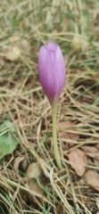 Herbstzeitlose (Colchicum autumnale): Herkunft und Verwendung — Foto 3