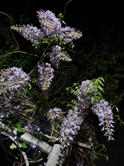 Wisteria