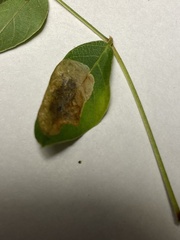 Anarsioses aberrans