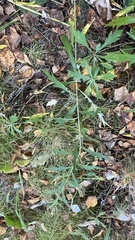 Artemisia integrifolia