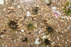 Actiniidae