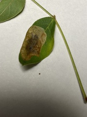 Anarsioses aberrans