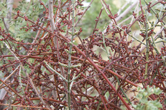 Phoradendron californicum