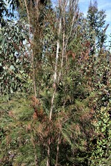 Allocasuarina littoralis