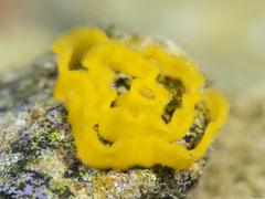 Nudipleura