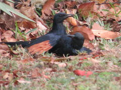 Onychognathus morio morio