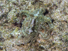 Abdopus abaculus