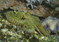 Abdopus abaculus