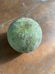 Hodgsonia macrocarpa