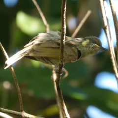 Microptilotis imitatrix