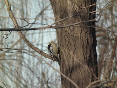 Yungipicus canicapillus