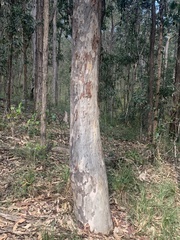 Eucalypteae