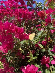 Phoebis philea