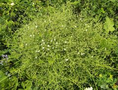 Stellaria dichotoma