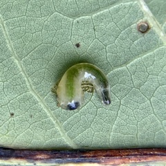 Tenthredinoidea