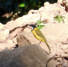 Pachycephala macrorhyncha