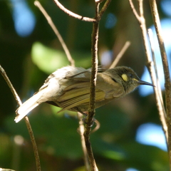 Microptilotis imitatrix