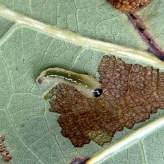 Tenthredinoidea