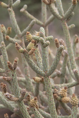Cylindropuntia ramosissima
