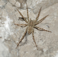 Pardosa atomaria