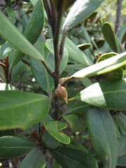 Planchonella contermina