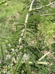 Mimosa benthamii