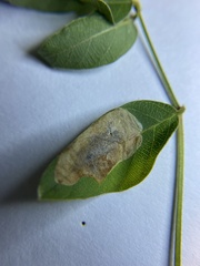 Anarsioses aberrans