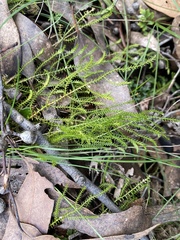 Selaginella uliginosa