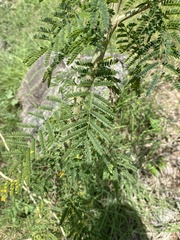 Mimosa benthamii