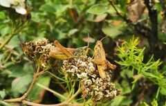 Chorthippus apricarius