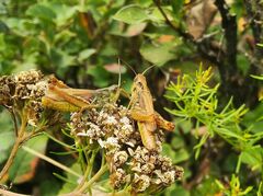 Chorthippus apricarius