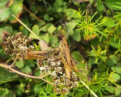 Chorthippus apricarius