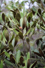 Planchonella contermina