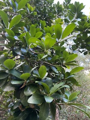Corynocarpus laevigatus