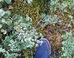 Thalictrum foetidum