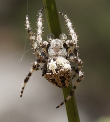 Araneus circe