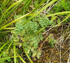 Thalictrum foetidum