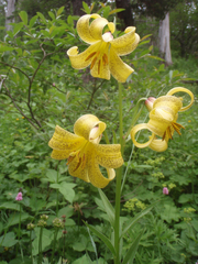 Lilium monadelphum