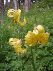 Lilium monadelphum