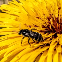 Chilalictus