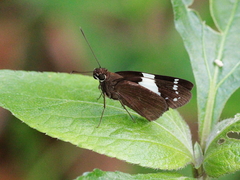 Notocrypta waigensis