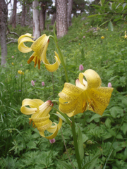 Lilium monadelphum