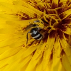 Chilalictus