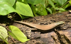 Eutropis carinata