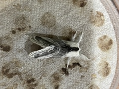 Tolype velleda