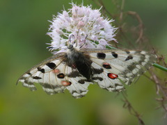 Parnassius nomion