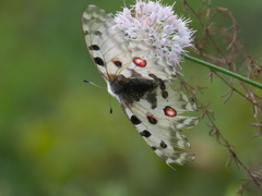 Parnassius nomion